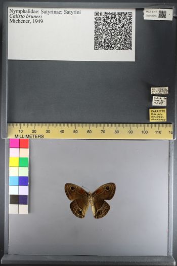 Media type: image;   Entomology 213615